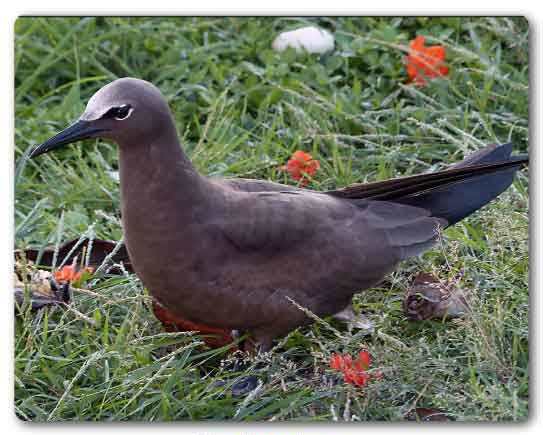  Lakshadweep State bird, Noddy tern, Anous stolidus
